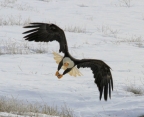 Bald Eagle - Indian Valley